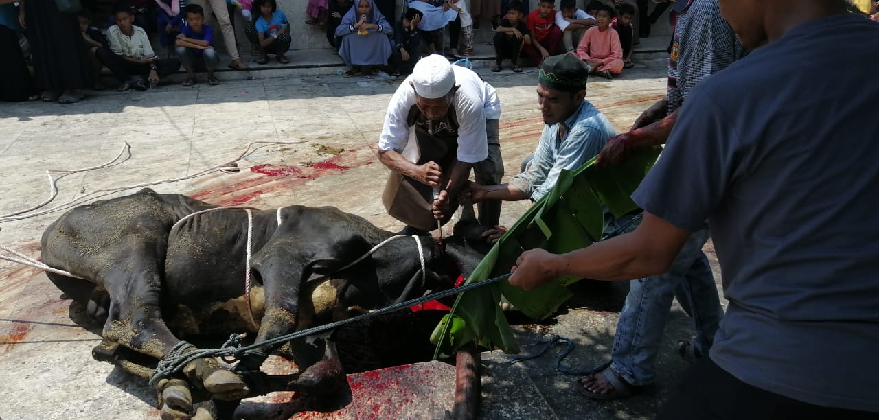 Penyembelihan hewan kurban di Masjid Al Azhar Jalan Pantai Impian, Kota Tanjungpinang, Minggu (11/8).