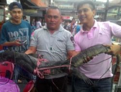 Sepasang Biawak Berukuran Besar Gegerkan Pedagang Akau Potong Lembu