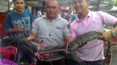 Sepasang Biawak Berukuran Besar Gegerkan Pedagang Akau Potong Lembu