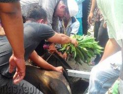 Kerukunan Keluarga Tiku Pariaman Sembelih 7 Ekor Sapi Qurban
