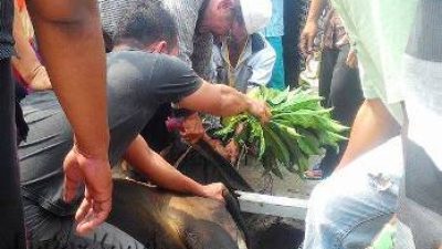 Warga KKTP yang ada di kota Tanjungpinang terlihat solid dan bahu membahu dalam melakukan kegiatan pemotongan Qurban dihari Idul Adha ke 1436 H, (24/09).