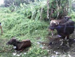 Masjid Jami’ Al Hidayah Distribusikan 300 Kupon Daging Qurban