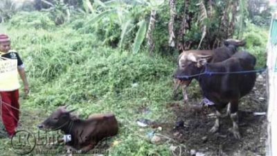 Masjid Jami’ Al Hidayah Distribusikan 300 Kupon Daging Qurban
