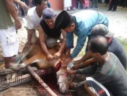 Panitia Qurban Masjid Al-Hidayah Sembelih 5 Ekor Sapi dan 4 Ekor Kambing