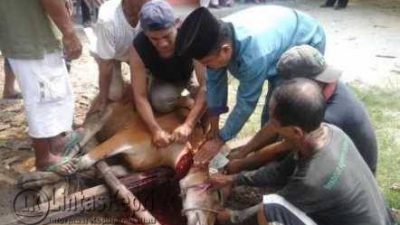 Panitia Qurban Masjid Al-Hidayah Sembelih 5 Ekor Sapi dan 4 Ekor Kambing