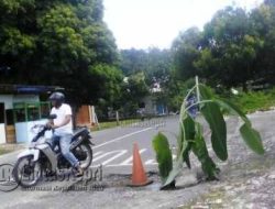 Jalan Berlobang, Warga Ranai Tanam Pohon Pisang