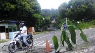 Pisang yang ditanam warga di Jalan Adam Malik, Kabupaten Natuna.