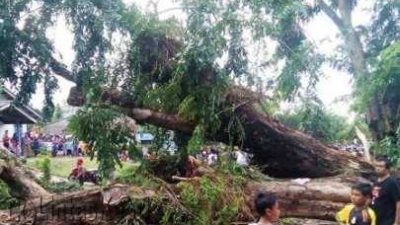 Seorang Pengendara Kritis Tertimpa Pohon