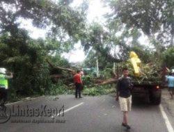 Korban Kritis Tertimpa Pohon Meninggal Dunia