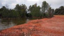 Terlihat tanah timbunan melahap hutan mangrove di Tekojo Bintan
