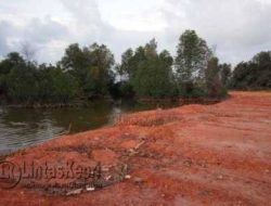 Penimbunan Hutan Mangrove Di Tokojo Bintan Terhenti