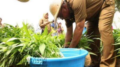 Wako Tanjungpinang Panen Sayuran Bersama Kelompok Tani