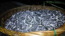 Ikan Bilis Lobak hasil tangkapan Jang