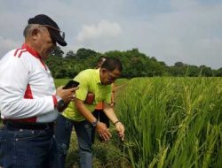 Pemkab Lingga Bentuk Satgas Padi