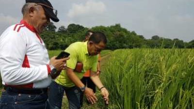 Bupati Kabupaten Lingga, Alias Wello saat meninjau sawah di Linggga.