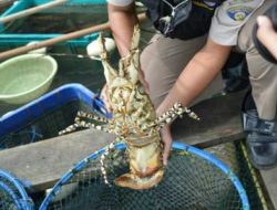 BKIPM Gagalkan Pengeluaran Lobster Bertelur Tanjungpinang-Jakarta