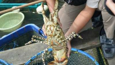 BKIPM Gagalkan Pengeluaran Lobster Bertelur Tanjungpinang-Jakarta