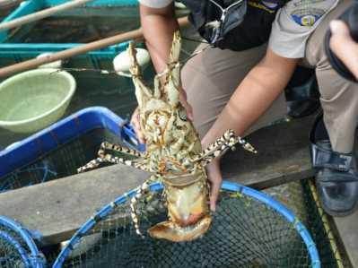 Kementerian Kelautan dan Perikanan melalui Badan Karantina Ikan Pengendalian Mutu Kelas II Tanjungpinang melepasliarkan satu ekor lobster seberat 3 kilogram di kawasan konservasi perikanan perairan Mantang Bintan, Kepulauan Riau (12/1).