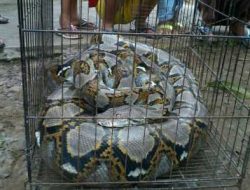 Piton 5 Meter Gegerkan Warga Jalan Pati Unus