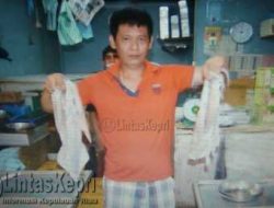 Mitra Seafood Supplier Jual Udang dan Sotong Segar
