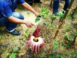 Ada Bunga Bangkai Tumbuh di Tanjungpinang
