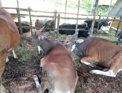 Sapi di Tanjungpinang Dipastikan Layak Kurban