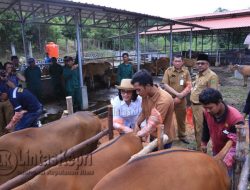 Program Upsus Siwab Penuhi Kebutuhan Sapi di Kota Tanjungpinang