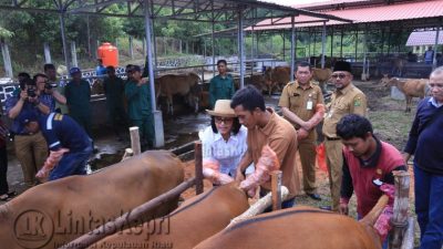 Program Upsus Siwab Penuhi Kebutuhan Sapi di Kota Tanjungpinang