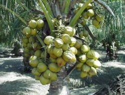 PT. Borneo Subur Mandiri Bakal Buka 40 Ribu Hektar Kebun Kelapa Hybrida di Natuna