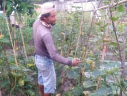 Jelang Ramadhan Sayur di Natuna Banjir, Petani Ini Merugi