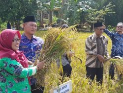 Panen Raya, Wabup Ngesti Harap Petani Gunakan Pupuk Organik