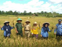 Danramil 03/Sedanau Temani Wabup Ngesti Panen Padi