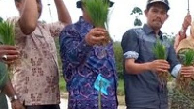 Ketua DPRD Natuna Apresiasi Langkah Pemerintah Sejahterakan Petani Padi