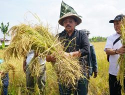 Produksi Meningkat, Kebutuhan Masyarakat Terjawab