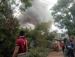 Pohon Usia Ratusan Tahun di Tanjung Unggat Terbakar, 6 Rumah Tertimpa