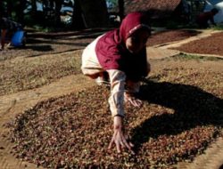 Joharis Ibro Minta Pemda Natuna Cari Solusi terkait Anjloknya Harga Cengkeh
