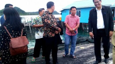 Blusukan ke Sedanau, Kemenko Maritim RI Intip Budidaya Napoleon dan Kerapu