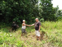IPK Bintan Sumbang Hewan Kurban
