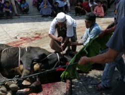 Masjid Al Azhar Sembelih 9 Ekor Sapi dan 11 Kambing