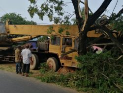 Truk Crane Tabrak Pohon Besar