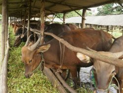 Penjualan Hewan Kurban di Tanjungpinang Turun Drastis