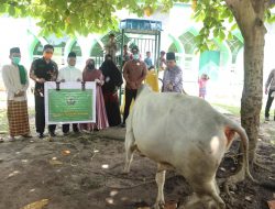 Pemko Serahkan 50 Ekor Hewan Qurban untuk Masjid dan Surau se-Tanjungpinang