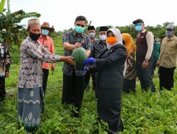 Rahma Panen Raya Cabe dan Semangka di Ponpes Al Kautsar