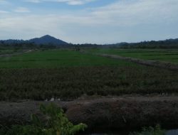 Beras Hasil Panen di Lingga Tidak Dinikmati Warga Lokal