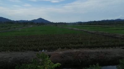 Beras Hasil Panen di Lingga Tidak Dinikmati Warga Lokal