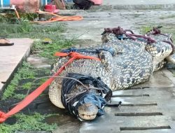 Buaya Sepanjang 3,5 Meter di Tanjungpinang Berhasil Ditangkap