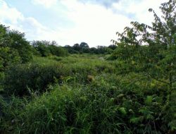 Sawah Terbengkalai, Bupati Lingga Minta Alih Fungsi Tanam Sagu