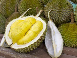 Simak 13 Manfaat Durian bagi Kesehatan