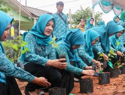 Tingkatkan Kemandirian Pangan, Kader PKK Tanam Ratusan Batang Pohon Cabai di Tanjungpinang