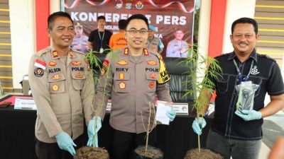 Tanam Pohon Ganja, Warga di Bintan Ditangkap Polisi